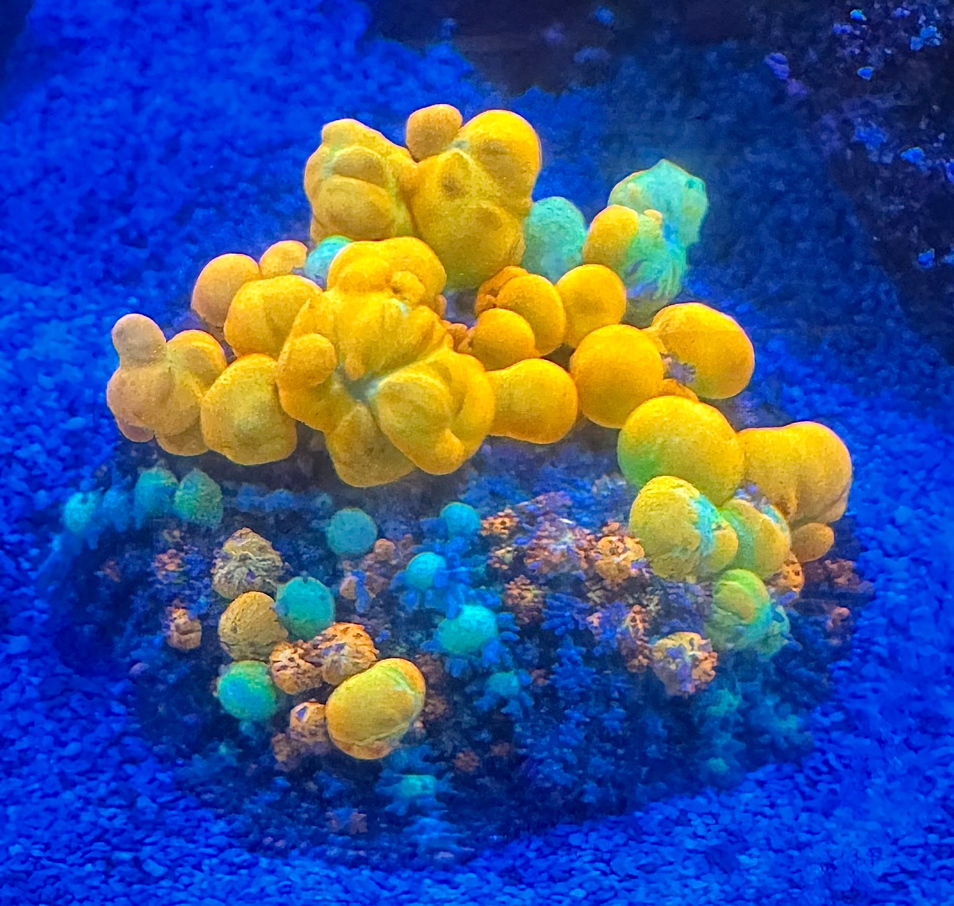 WYSIWYG WWC OG Bounce Mushroom