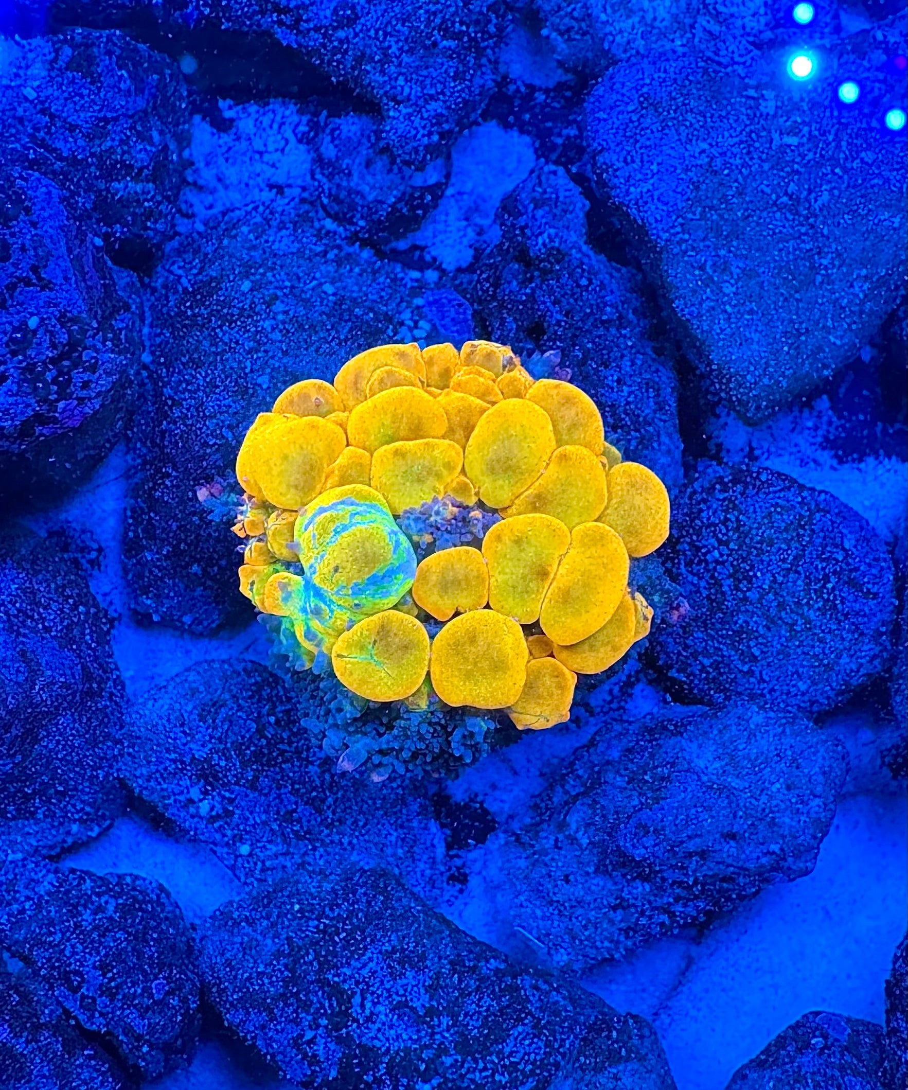 WYSIWYG WWC OG Bounce Mushroom