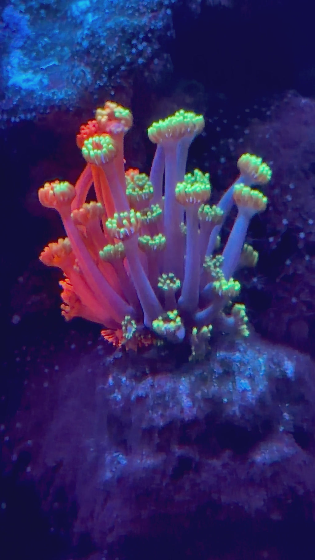 WYSIWYG Grafted Polyp Goni