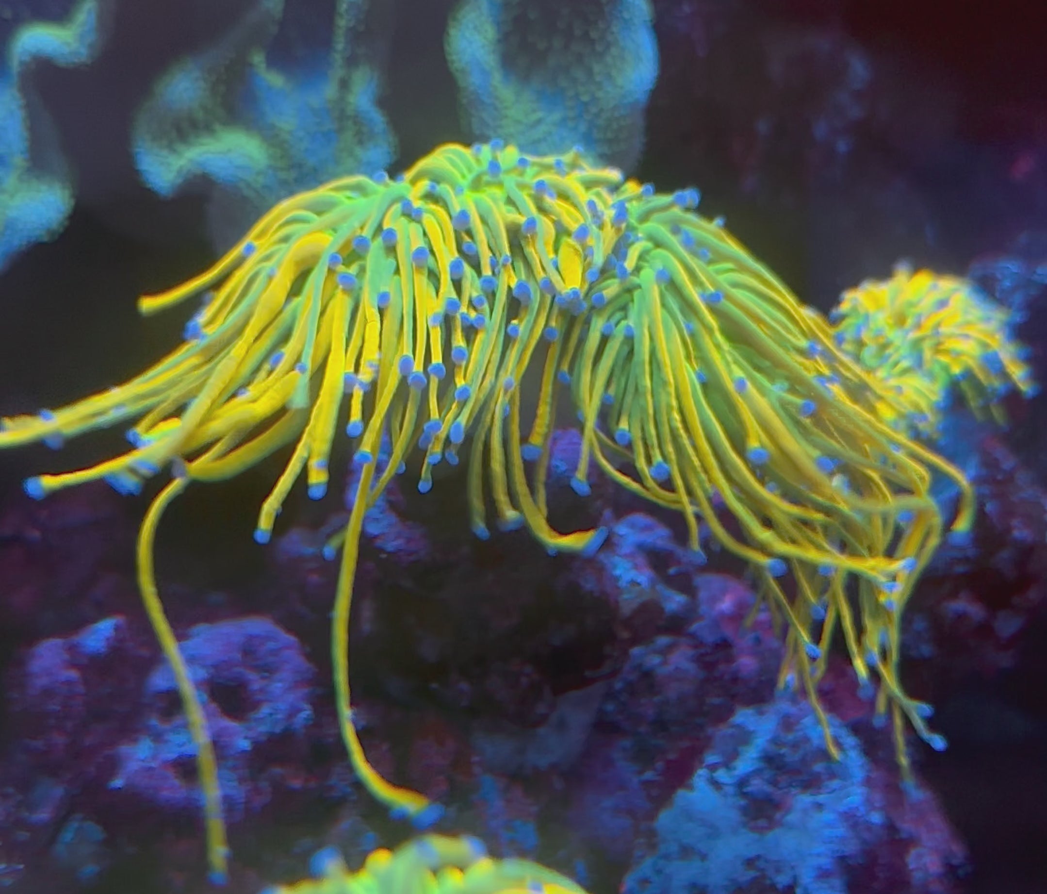 WYSIWYG CC 24k Mancini Torch