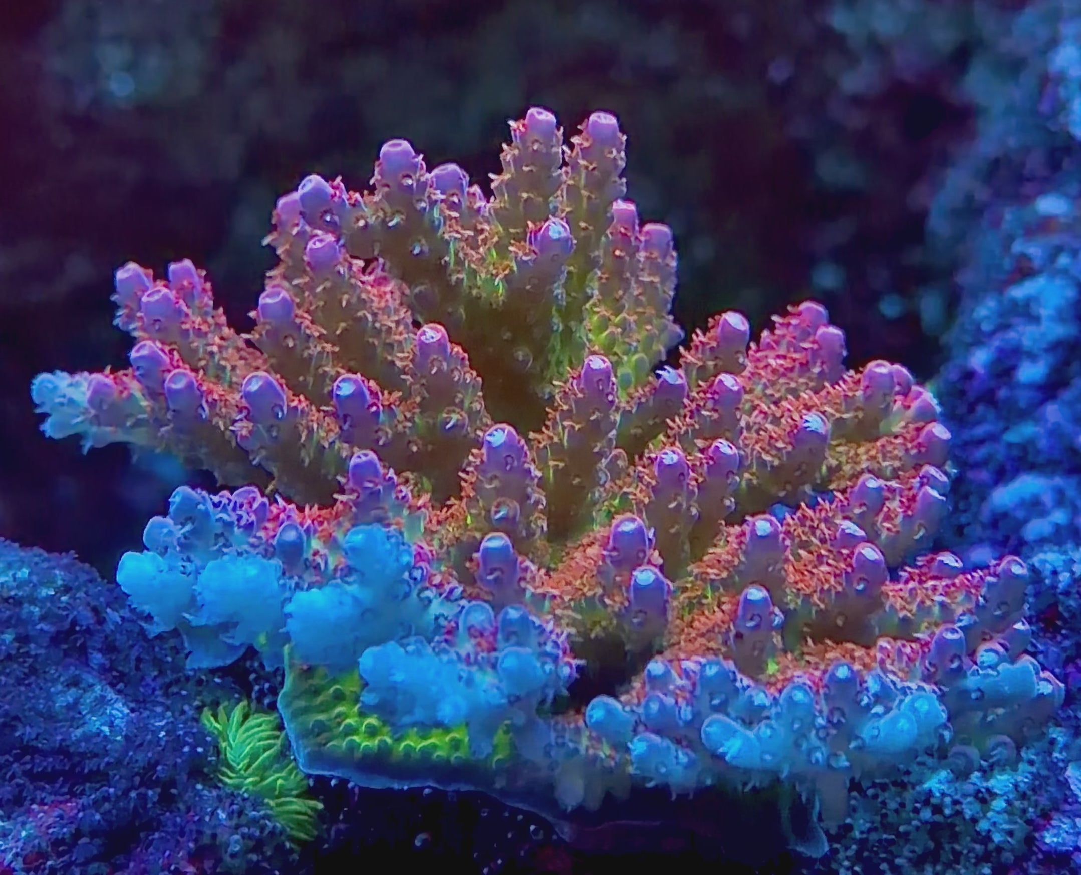 WYSIWYG Atomic Sunrise Tenuis