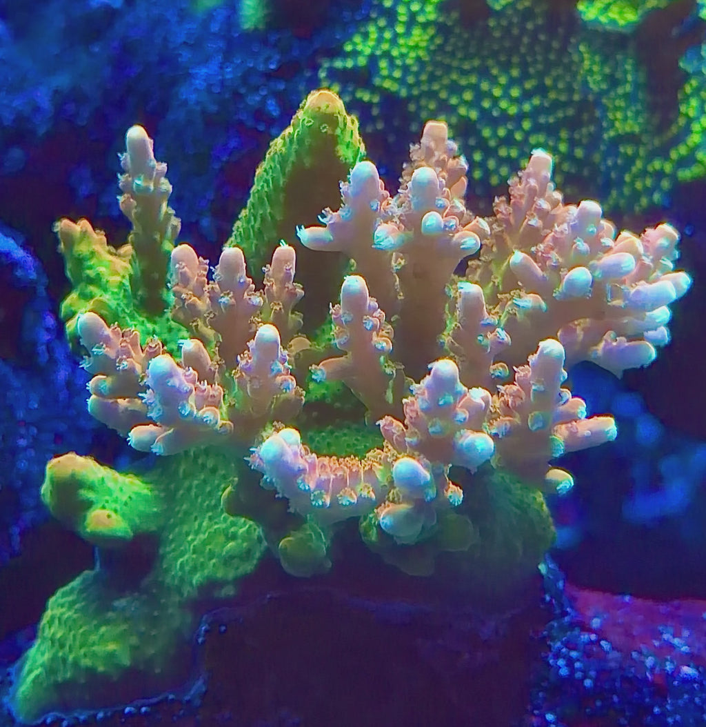 WYSIWYG Emerald Crown Tenuis