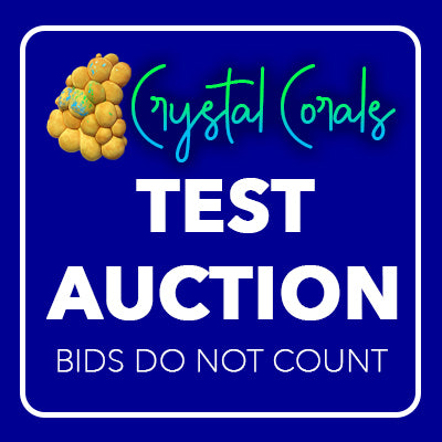 shopify auction